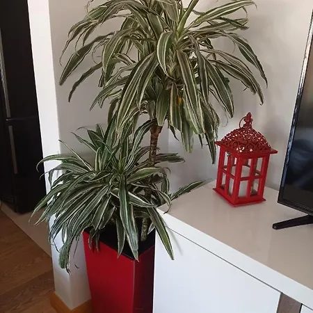 Lejlighed Red Lux